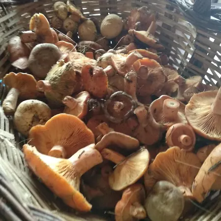 Pansiyon Casa Rous Molló