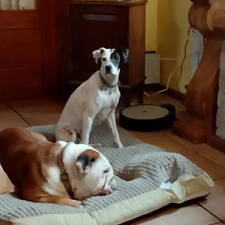 Casa Rous Homestay szállás Molló